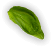 monyk-oKrabicke-bazalka1